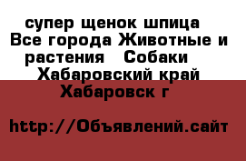 супер щенок шпица - Все города Животные и растения » Собаки   . Хабаровский край,Хабаровск г.
